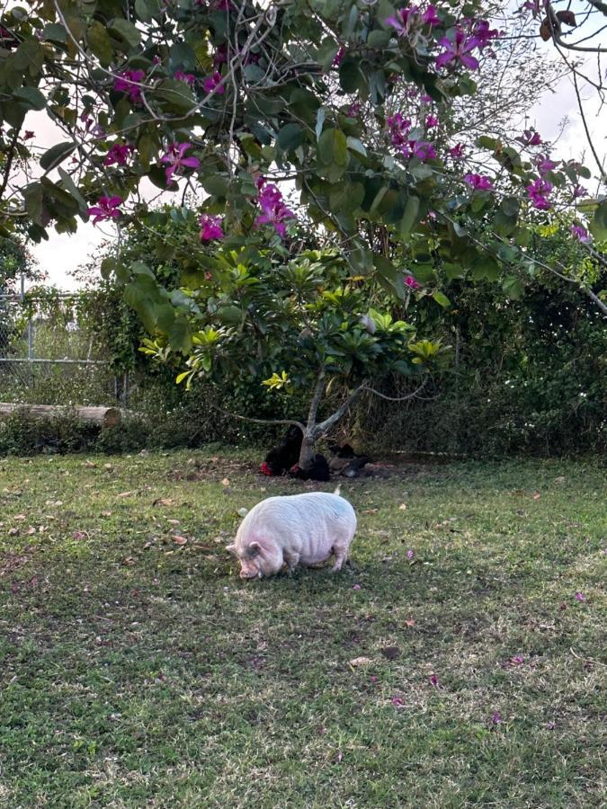 Arritola B And B Ranch 霍姆斯戴德 外观 照片