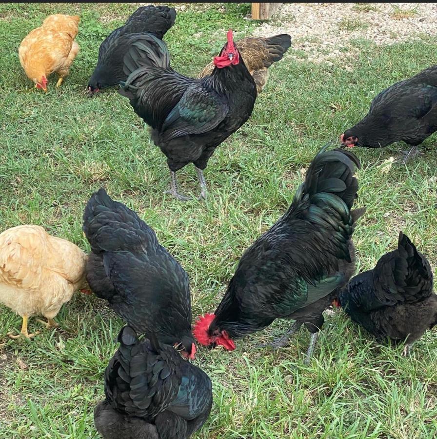Arritola B And B Ranch 霍姆斯戴德 外观 照片